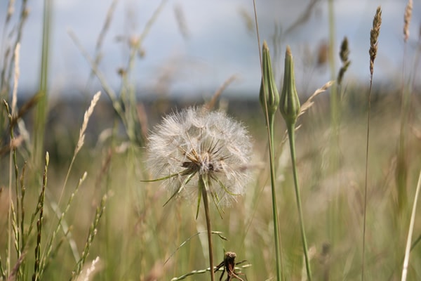 Depth Of Field