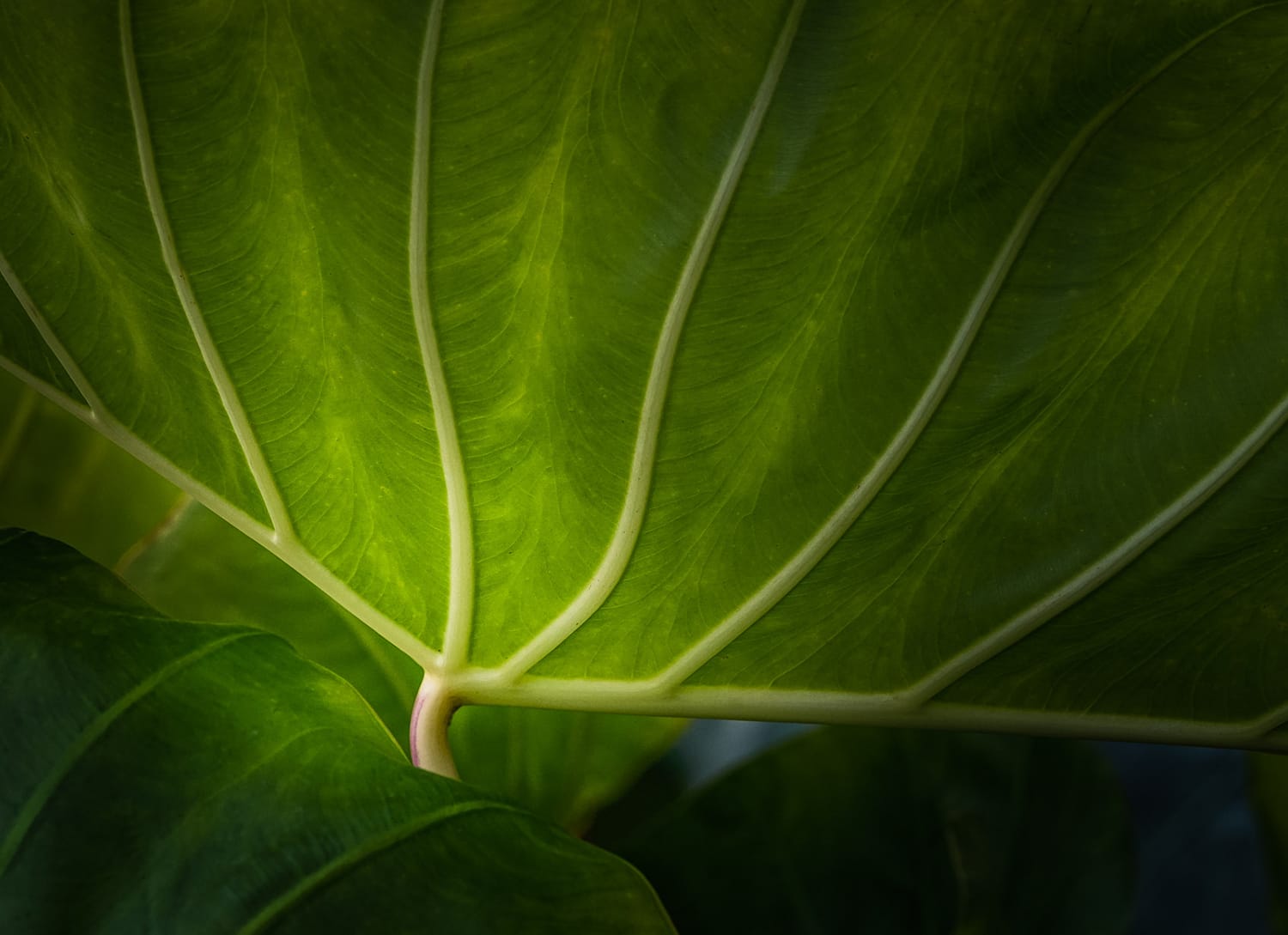 Final image of leaf with dramatic light added in post-processing