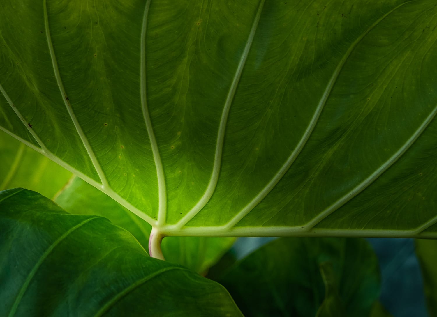 Leaf image with heavy vignette added using the Radial Filter tool