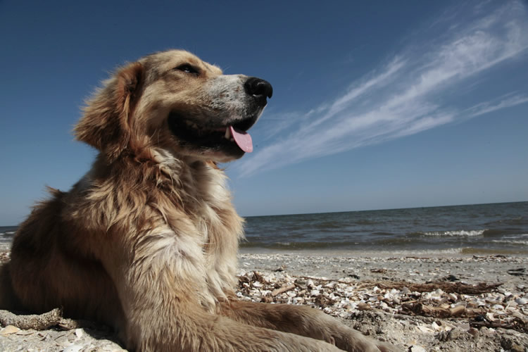 The dog and its Black Sea