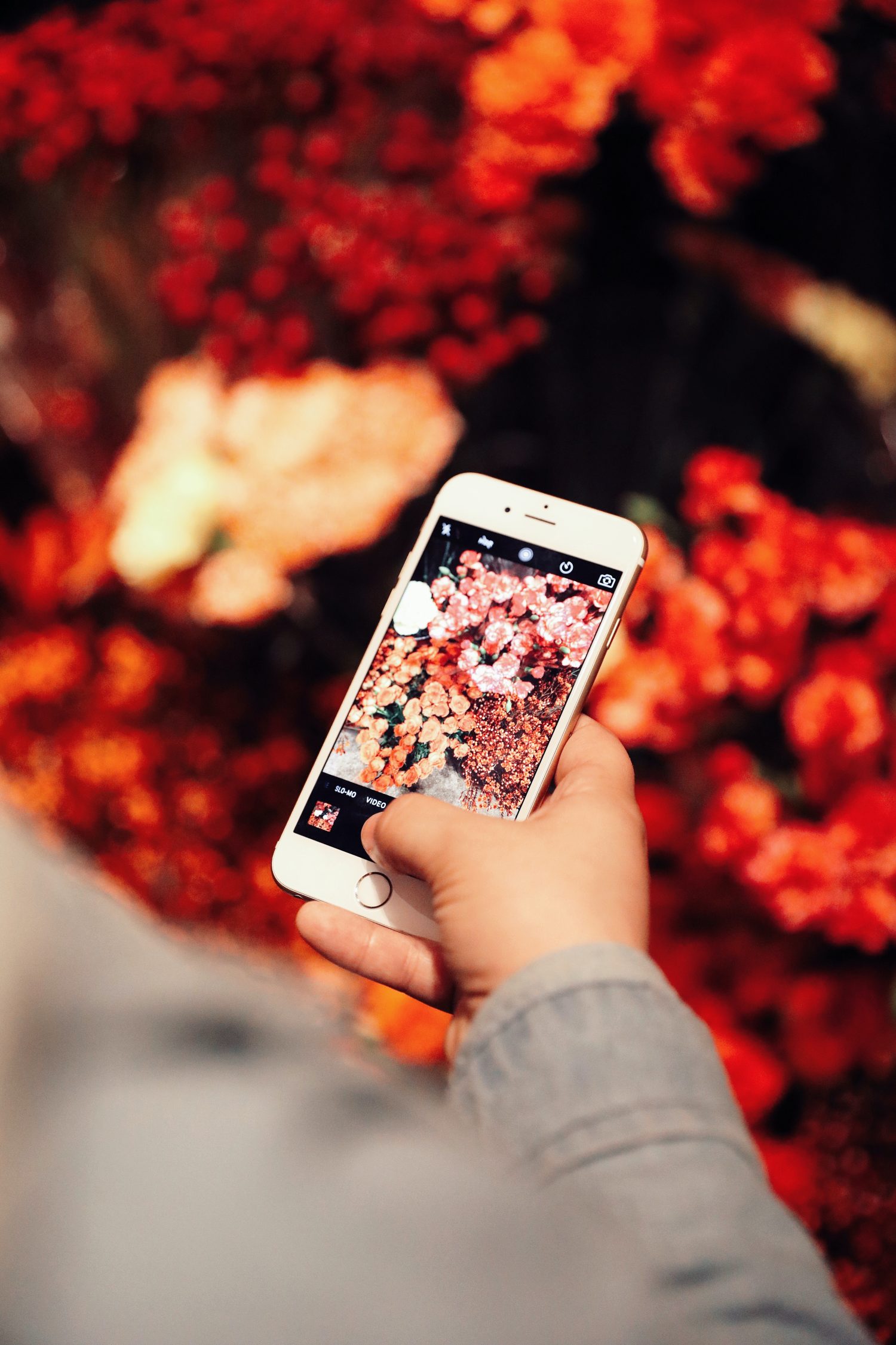 person taking photo of flowers using phone
