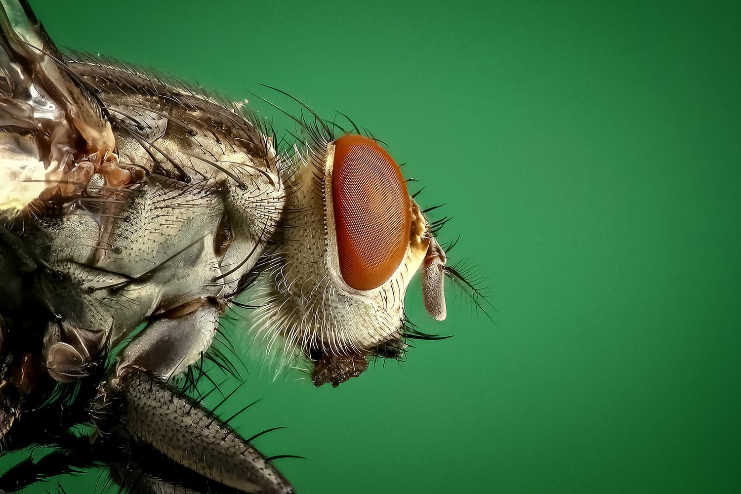 10 Can't-Miss Tips for Capturing Exceptional Macro Images