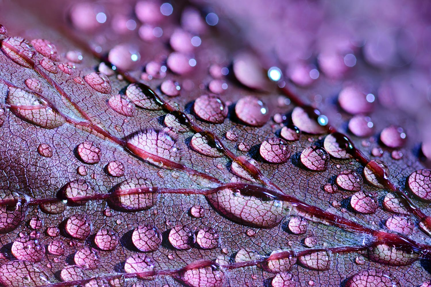 10 Can't-Miss Tips for Capturing Exceptional Macro Images