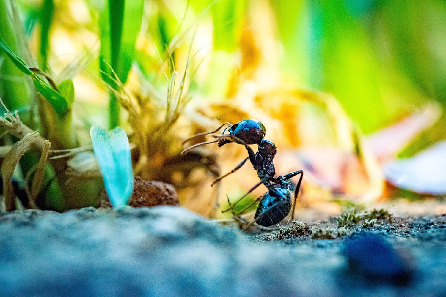 10 Can't-Miss Tips for Capturing Exceptional Macro Images