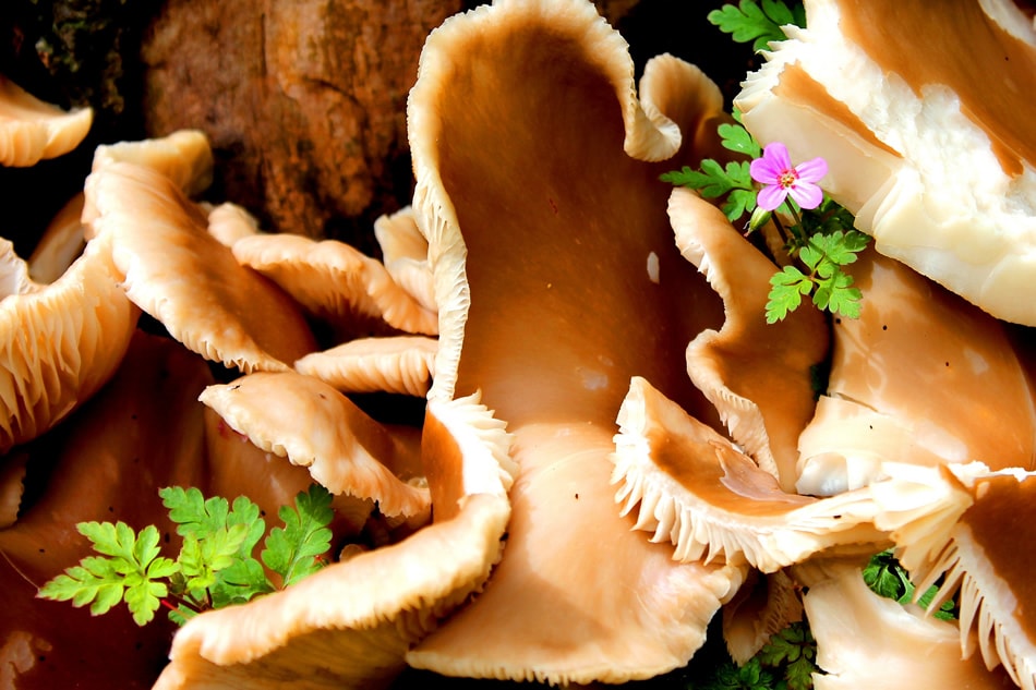 Flower and Fungus! Cheddar Gorge Somerset