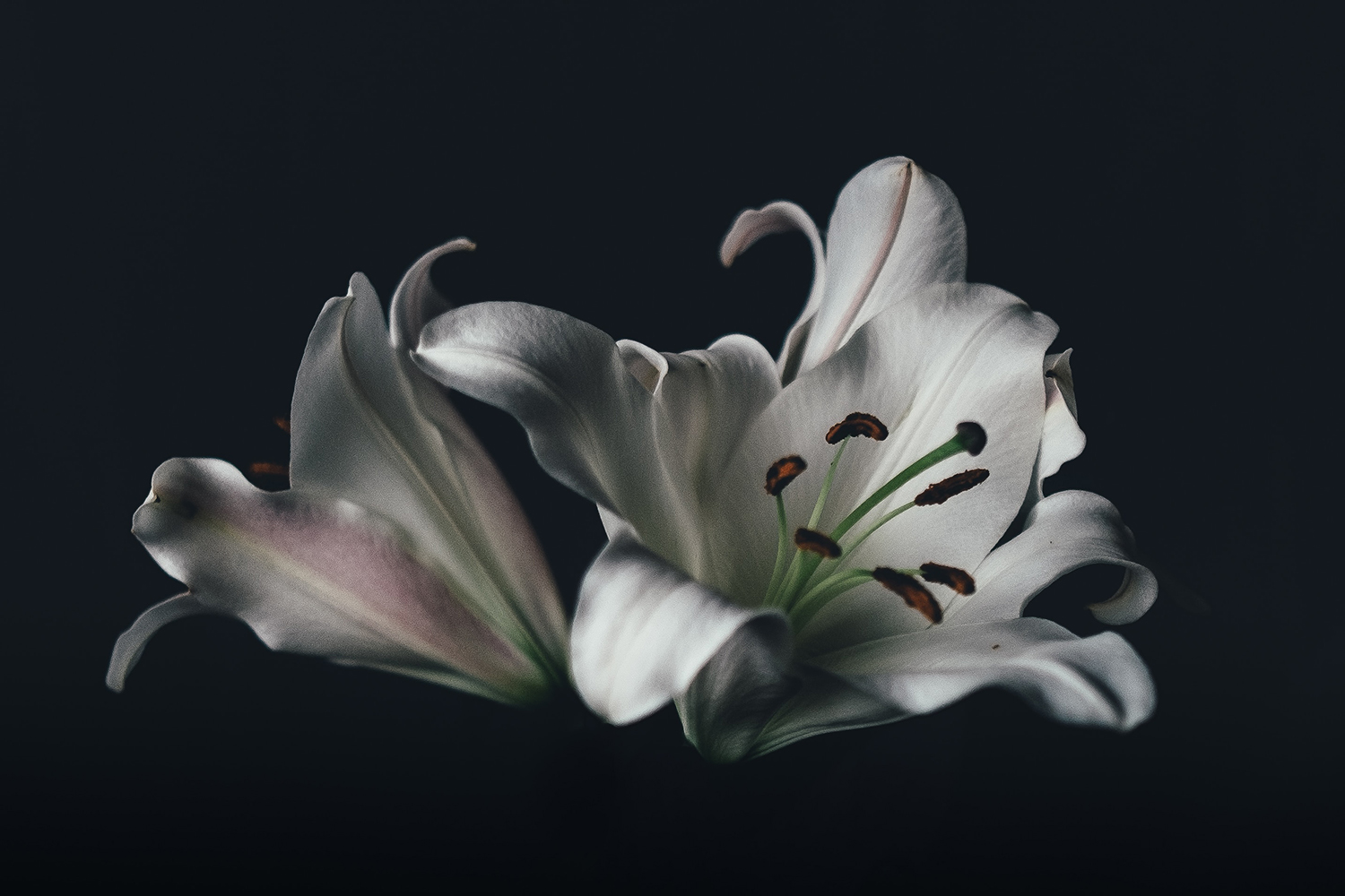 How to Capture Phenomenal Flower Photographs