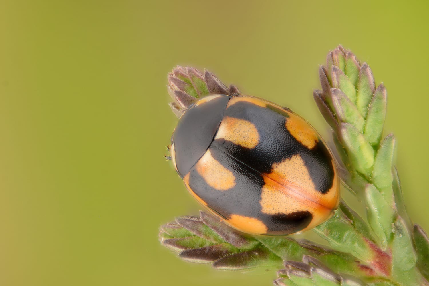 Focus stack of 76 images