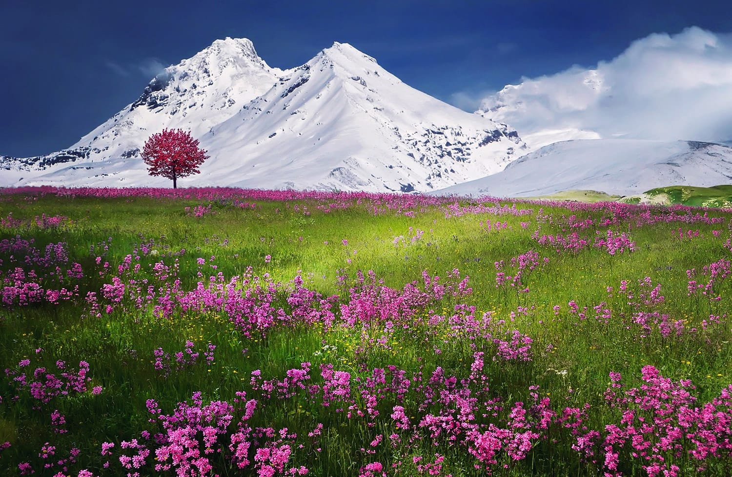 Foreground Flowers