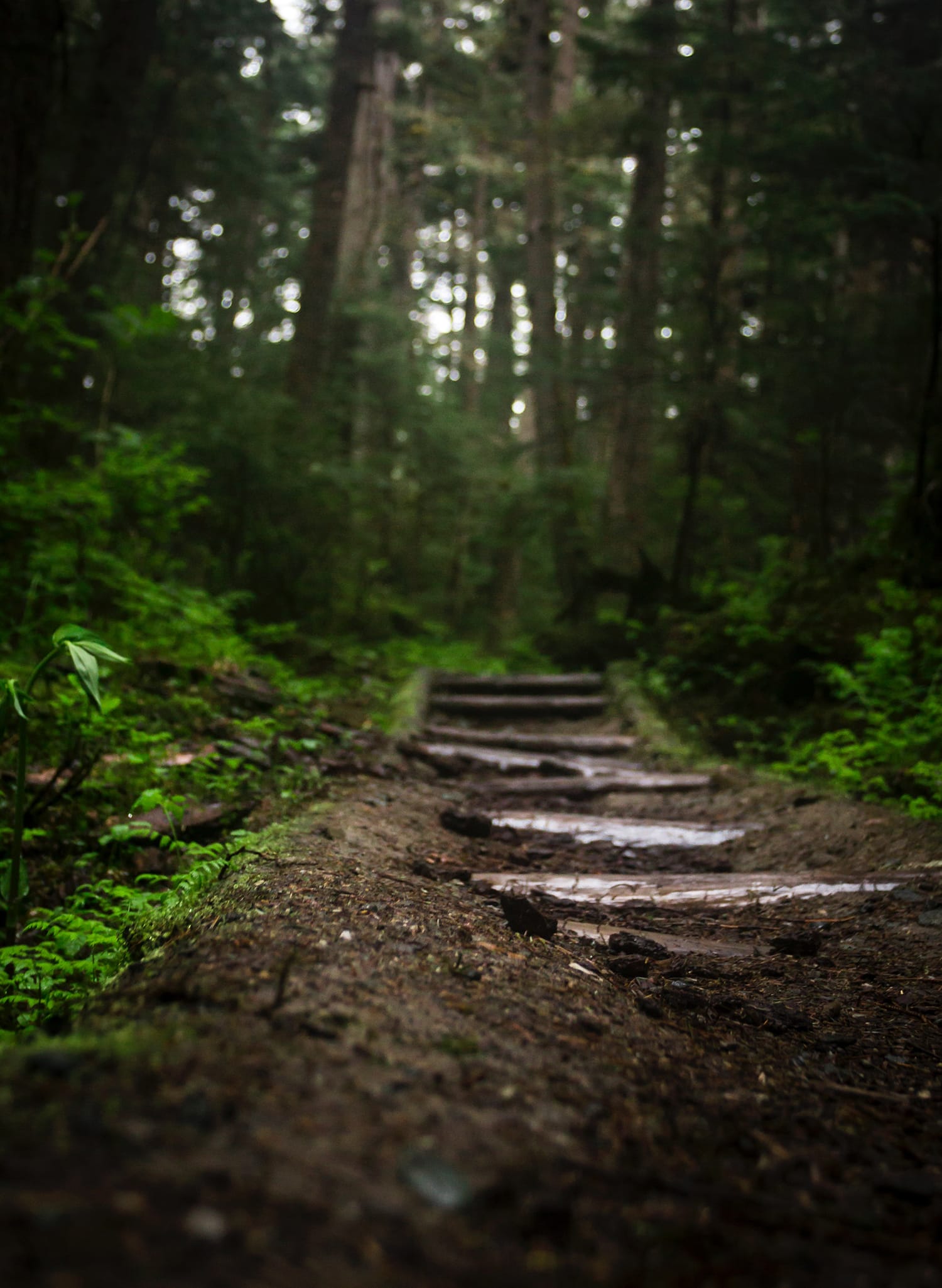 Can't-Miss Tips & Tricks for Successful Forest Photography