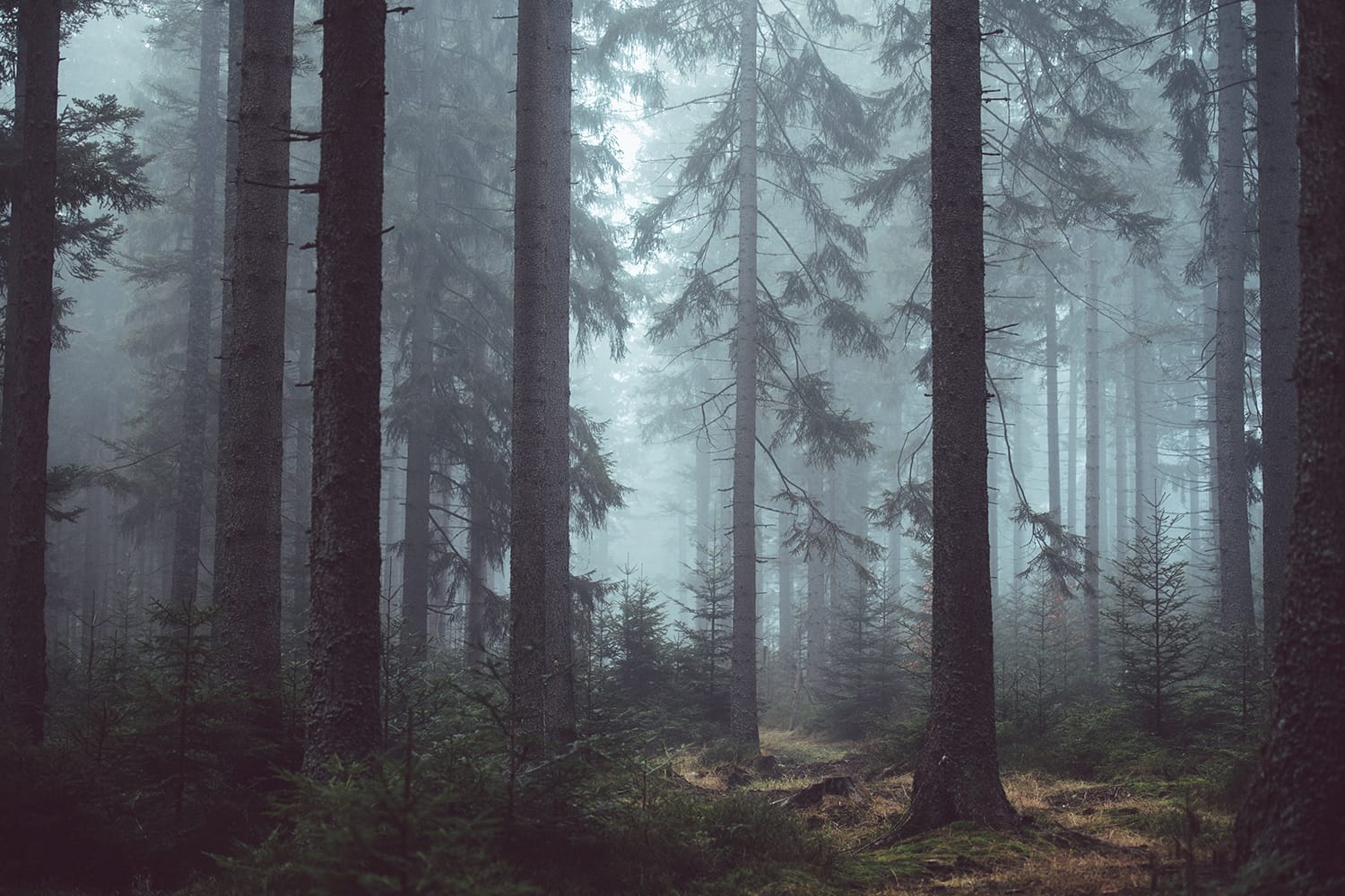 Can't-Miss Tips & Tricks for Successful Forest Photography