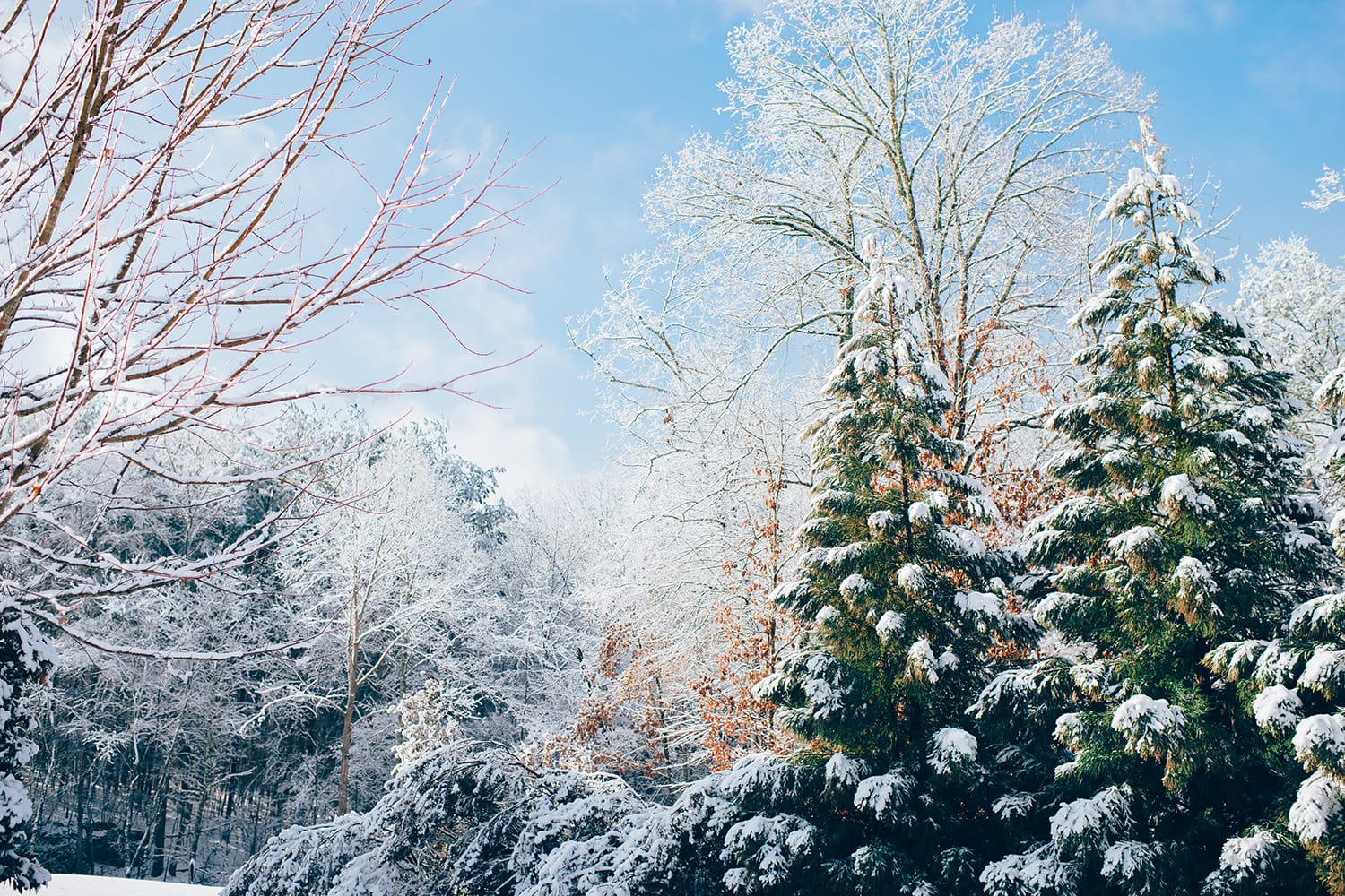 Can't-Miss Tips & Tricks for Successful Forest Photography