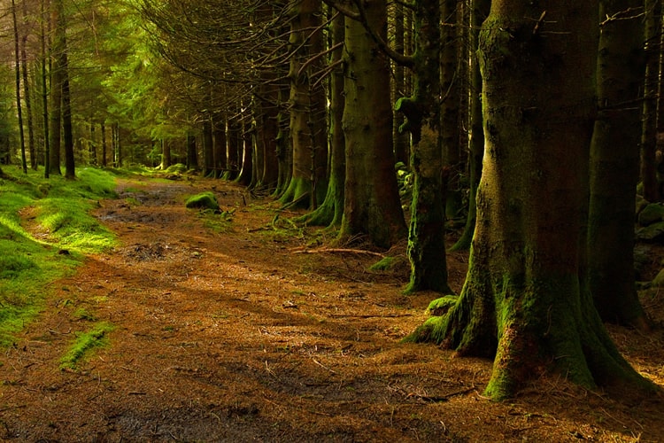 Forest above Crafnant