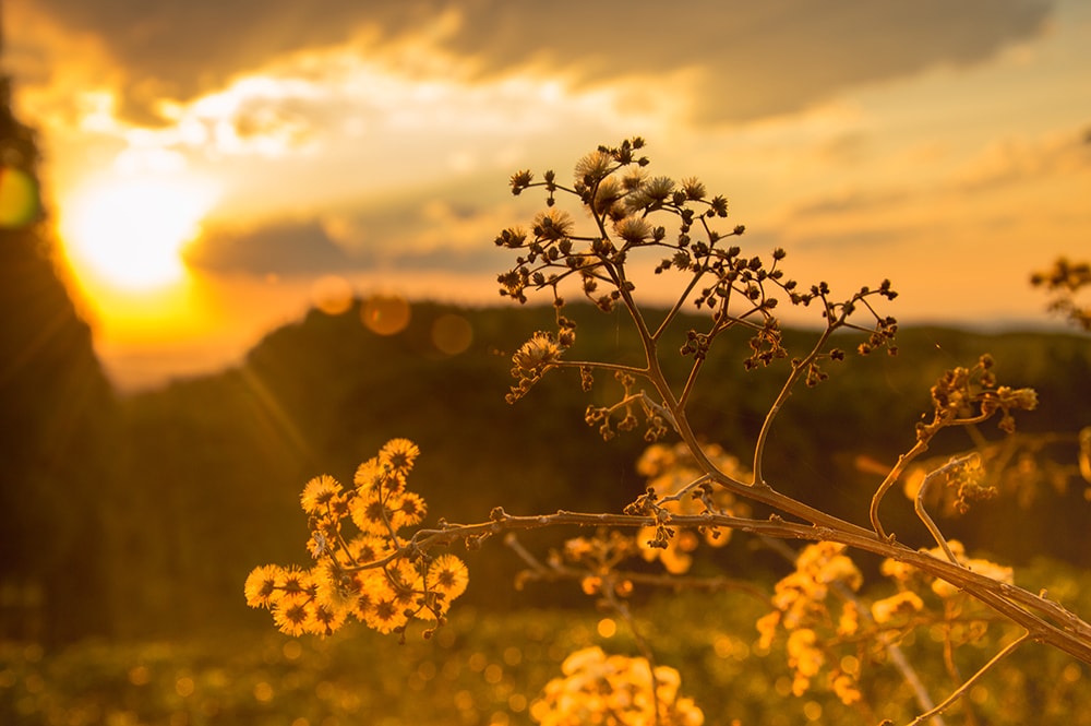 Types of Natural Light