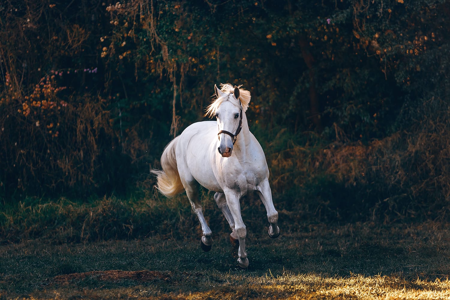 The 12 Best Horse Photography Tips and Tricks