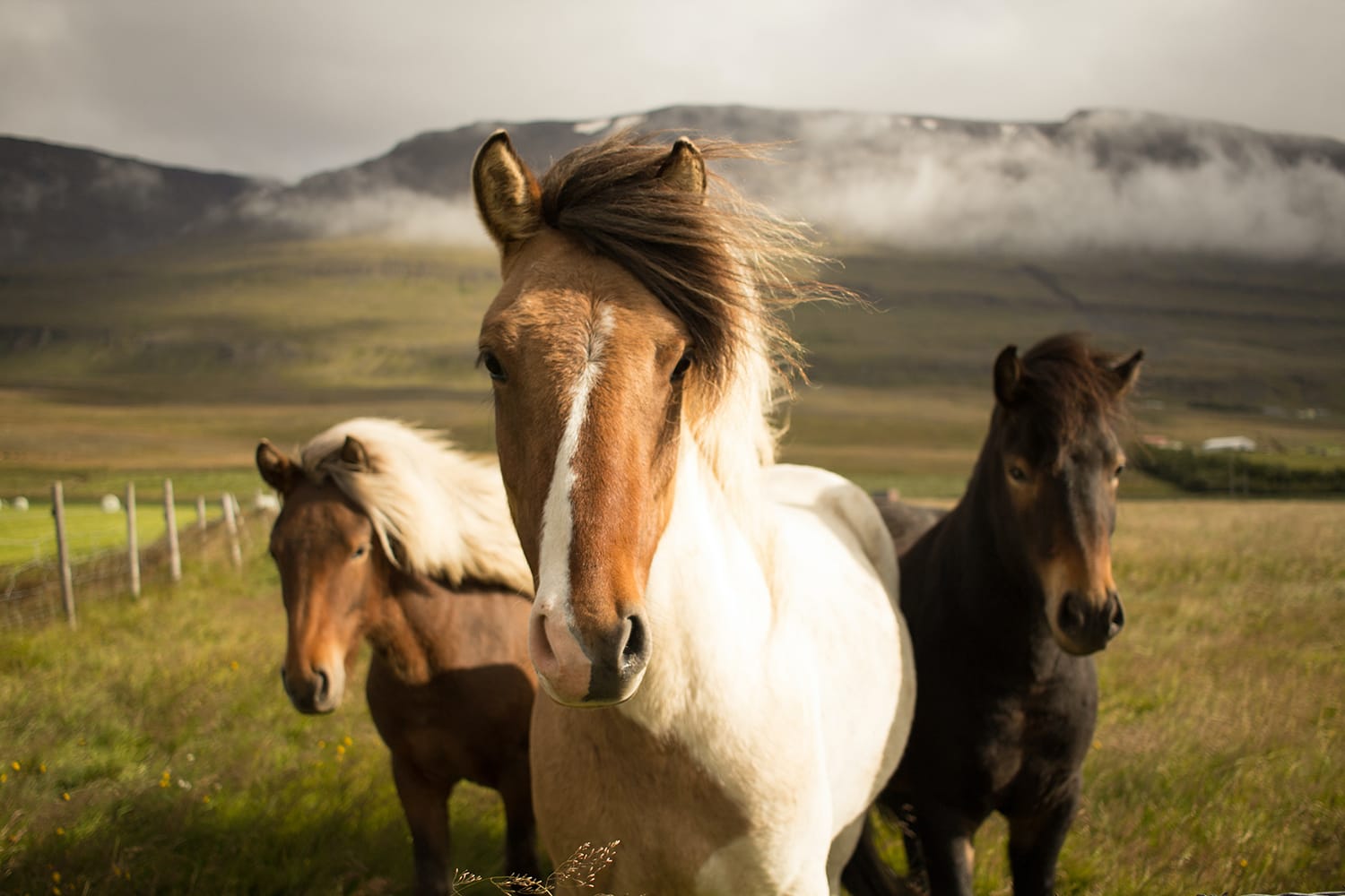 The 12 Best Horse Photography Tips and Tricks