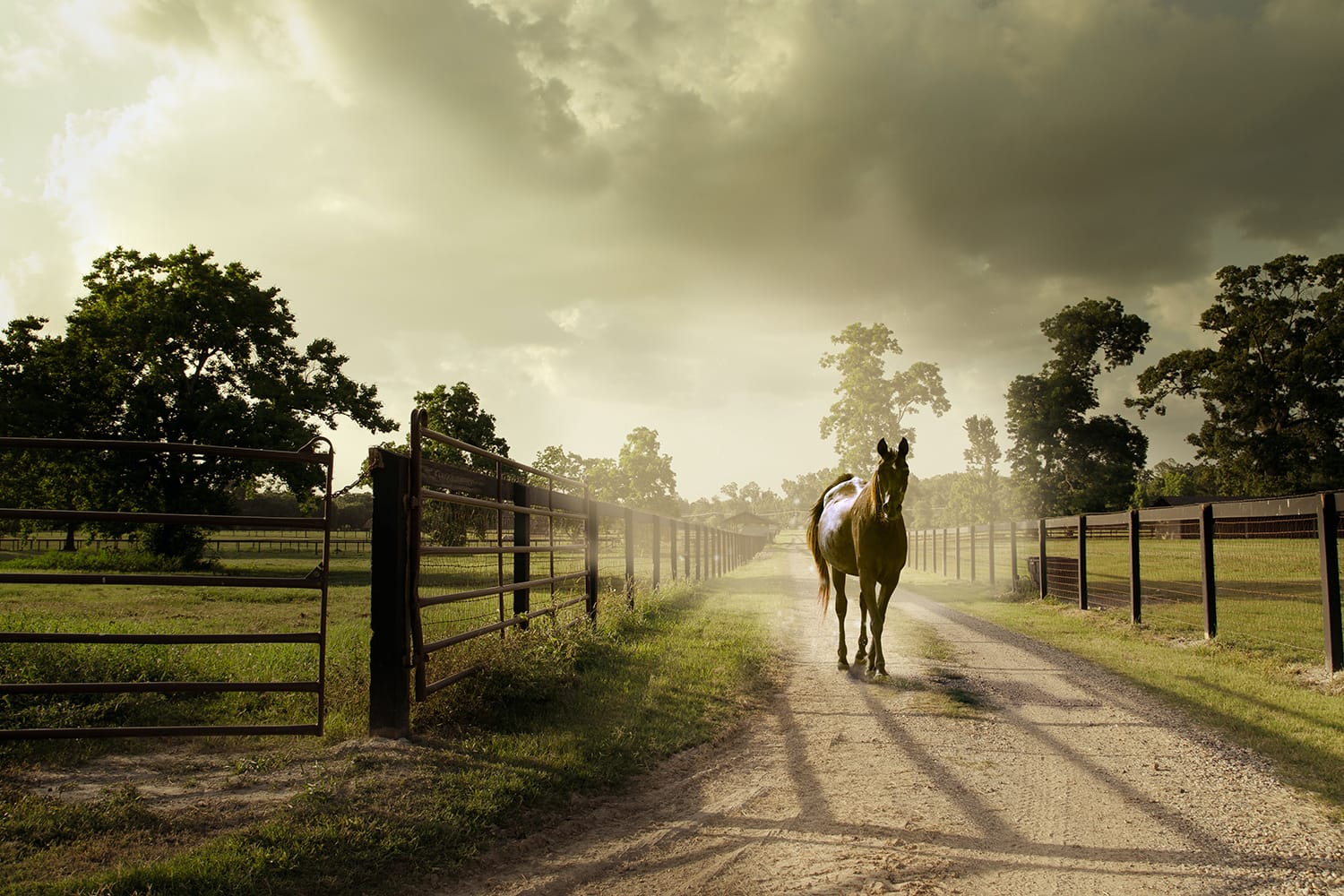 The 12 Best Horse Photography Tips and Tricks