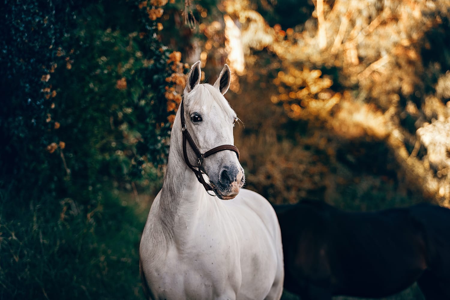 The 12 Best Horse Photography Tips and Tricks