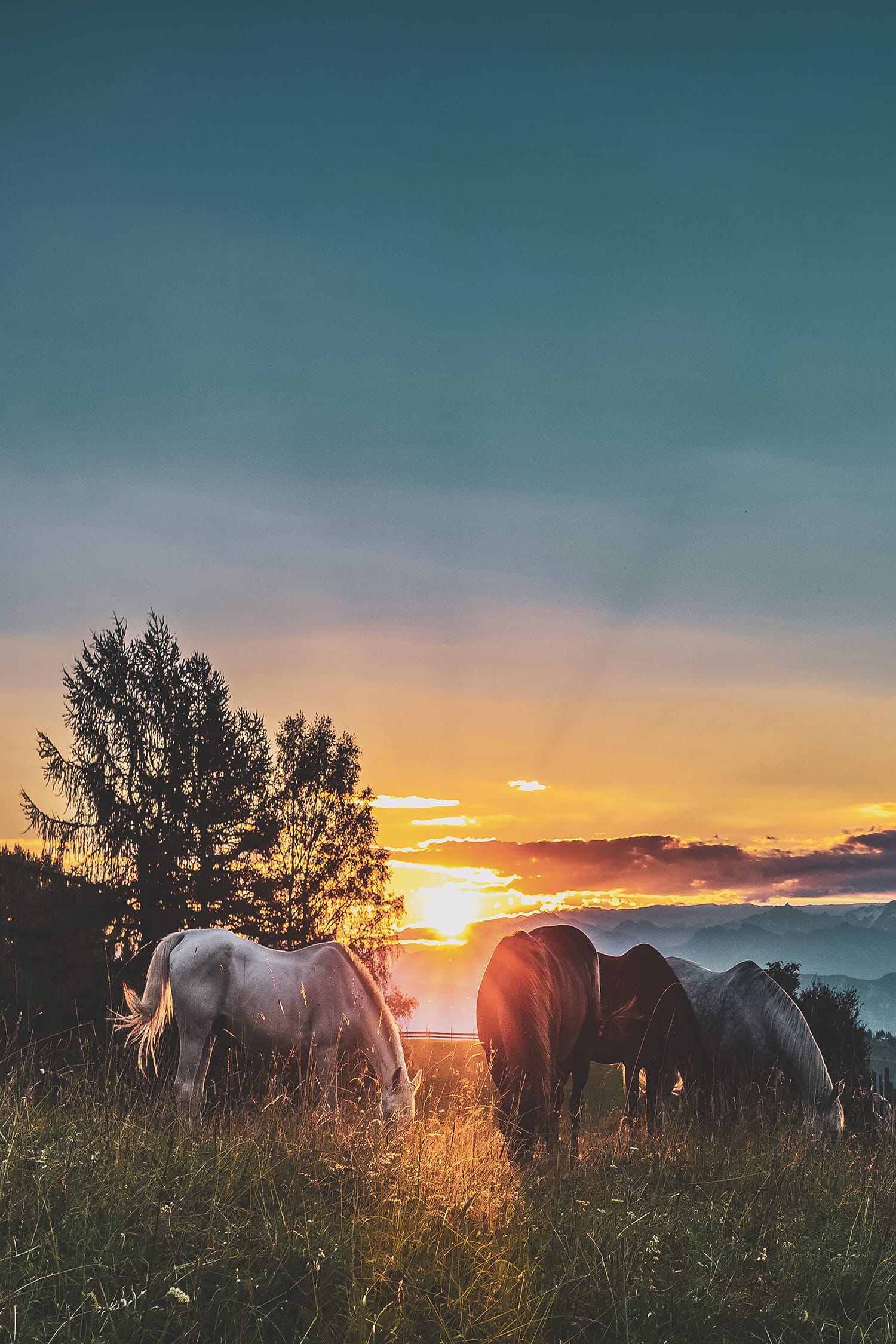 The 12 Best Horse Photography Tips and Tricks