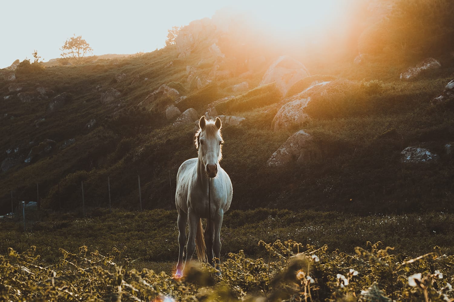 The 12 Best Horse Photography Tips and Tricks