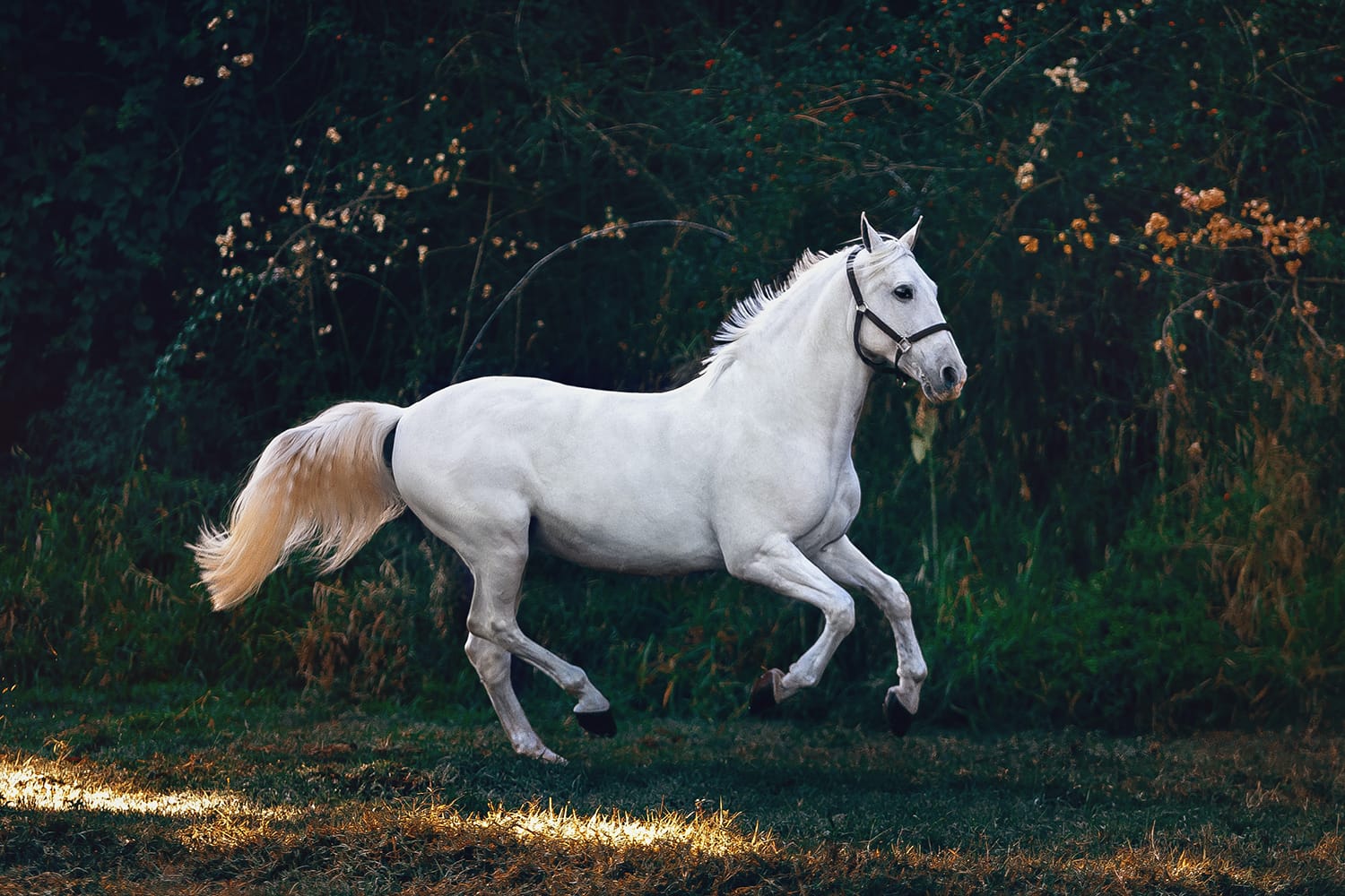 The 12 Best Horse Photography Tips and Tricks