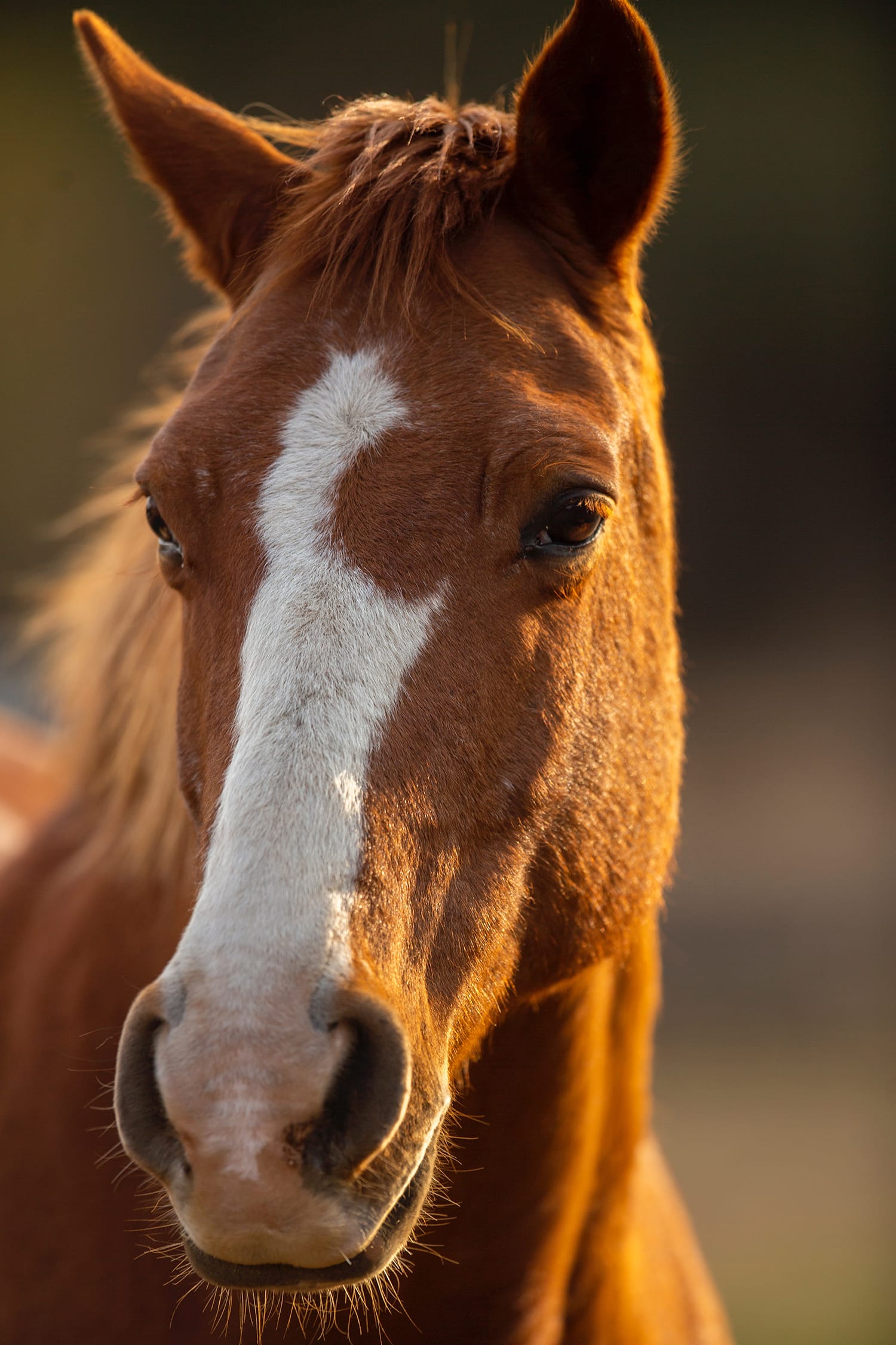 Horse Headshot Photography