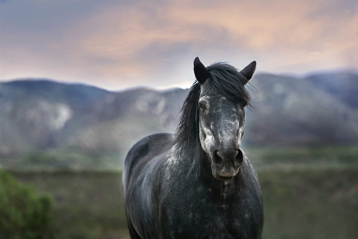 The 12 Best Horse Photography Tips and Tricks