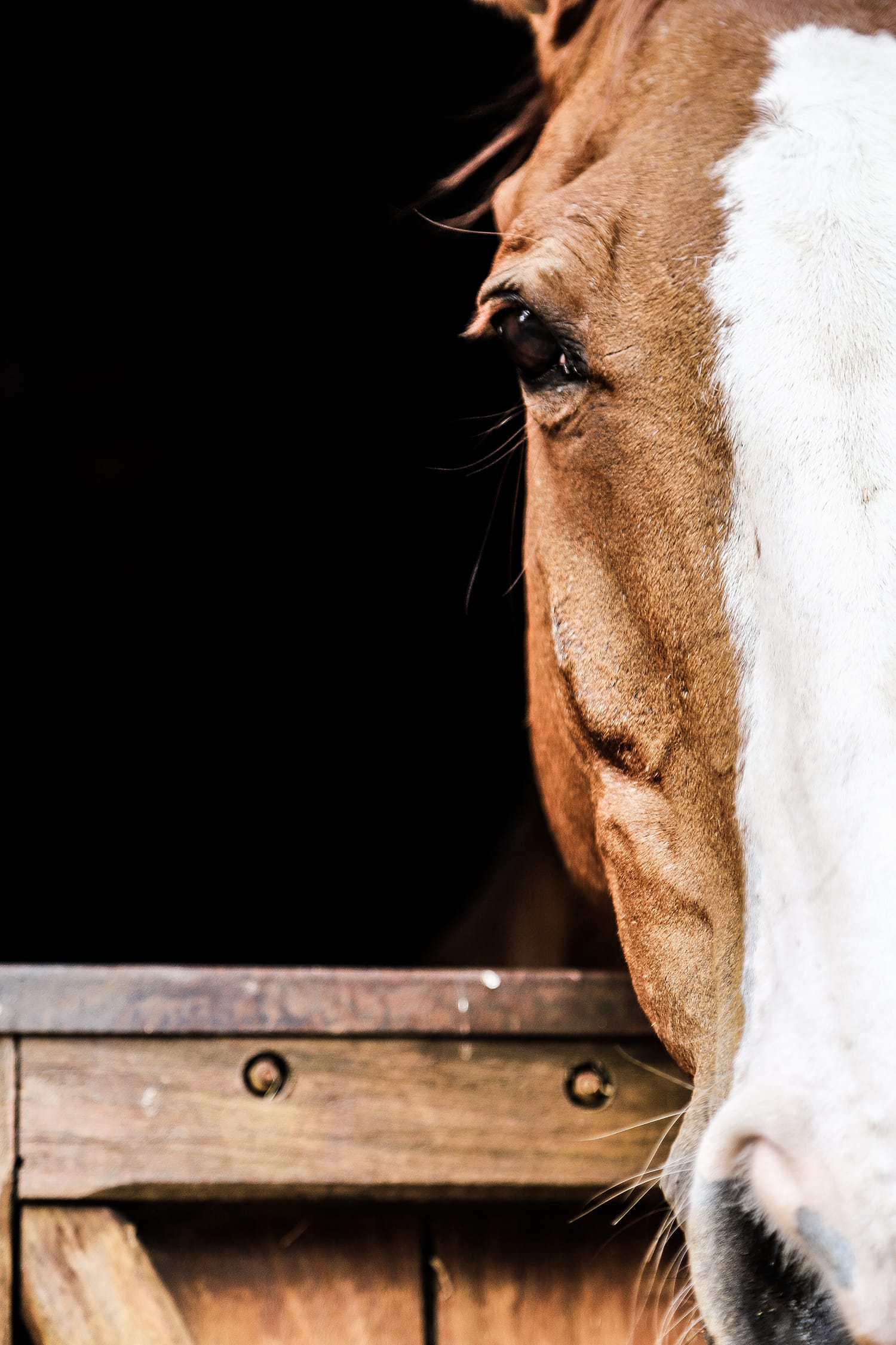 The 12 Best Horse Photography Tips and Tricks