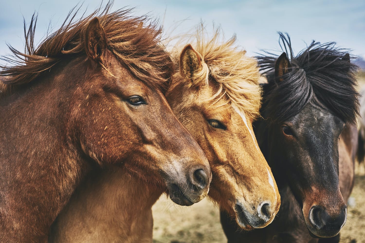 The 12 Best Horse Photography Tips and Tricks