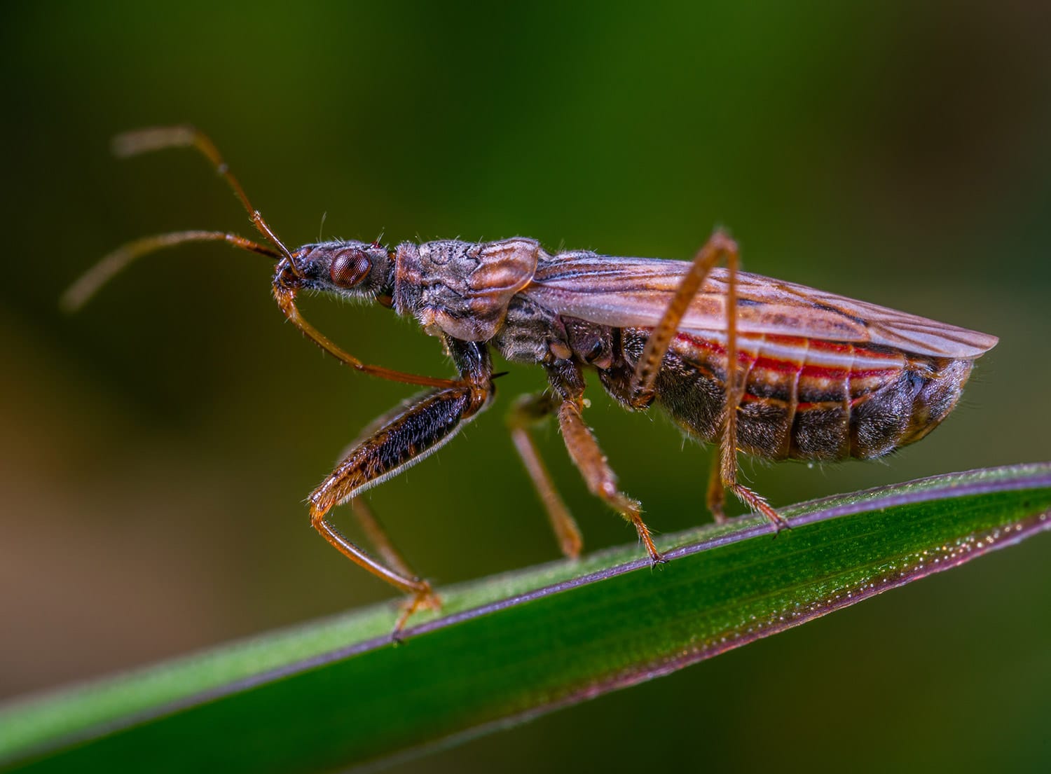 Insect