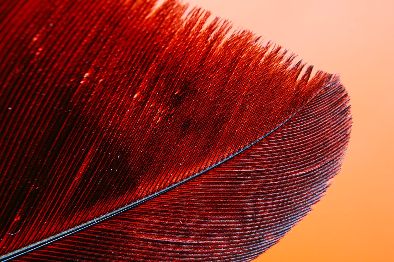 red feather macro photography