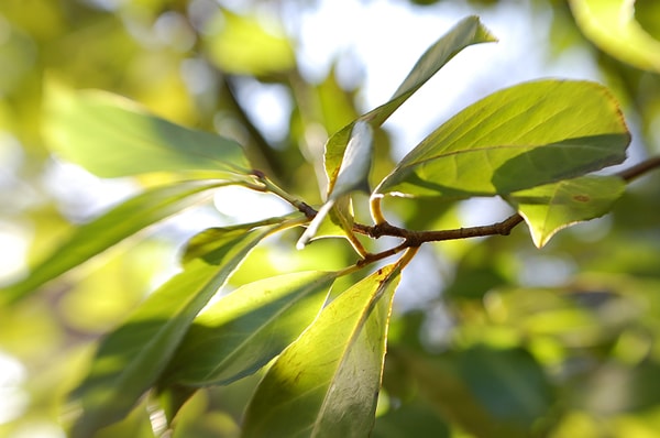 Laurel Tree