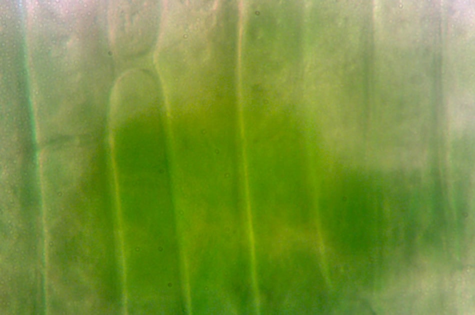 Leaf cell structure, 600x