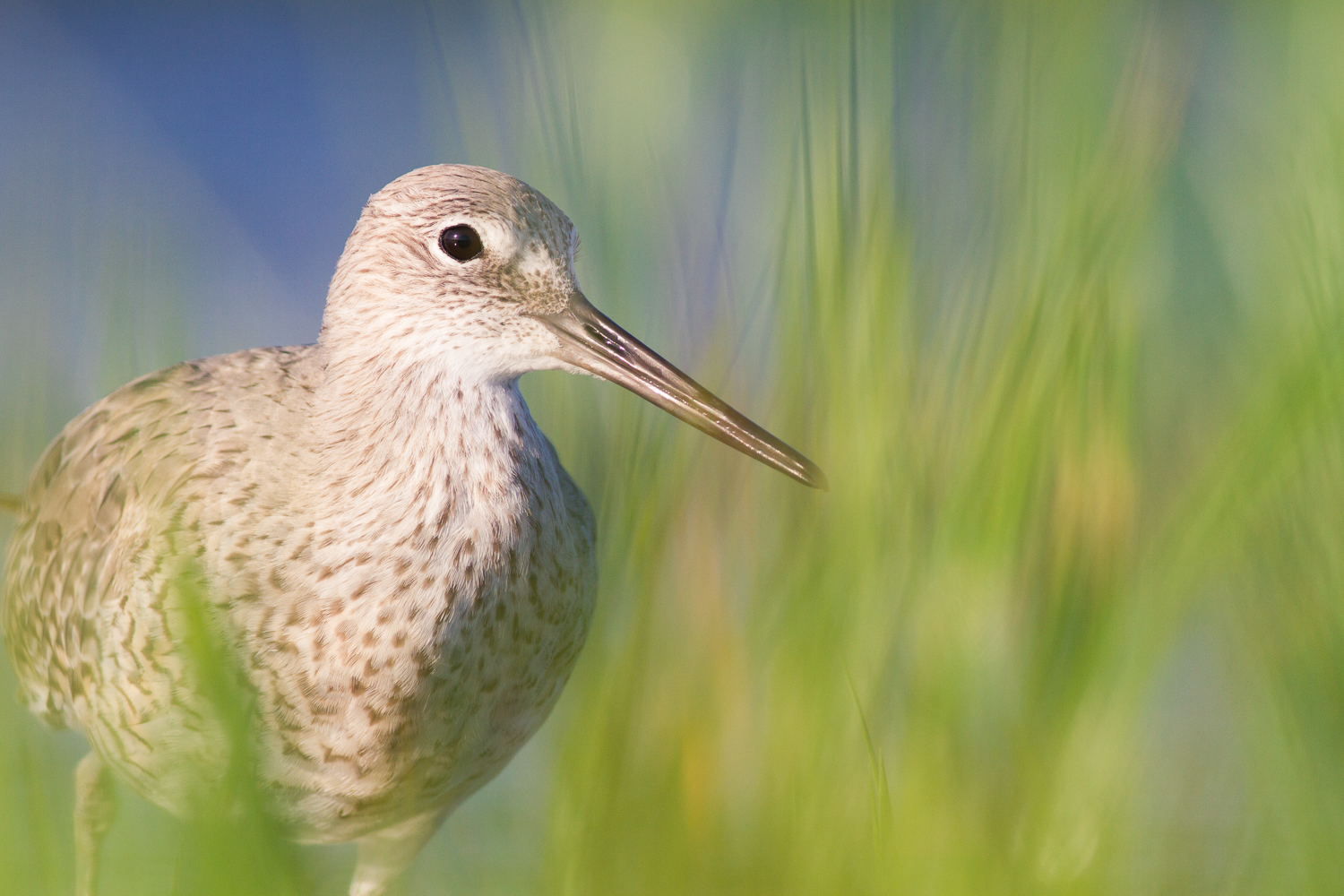 willet in warm sunlight