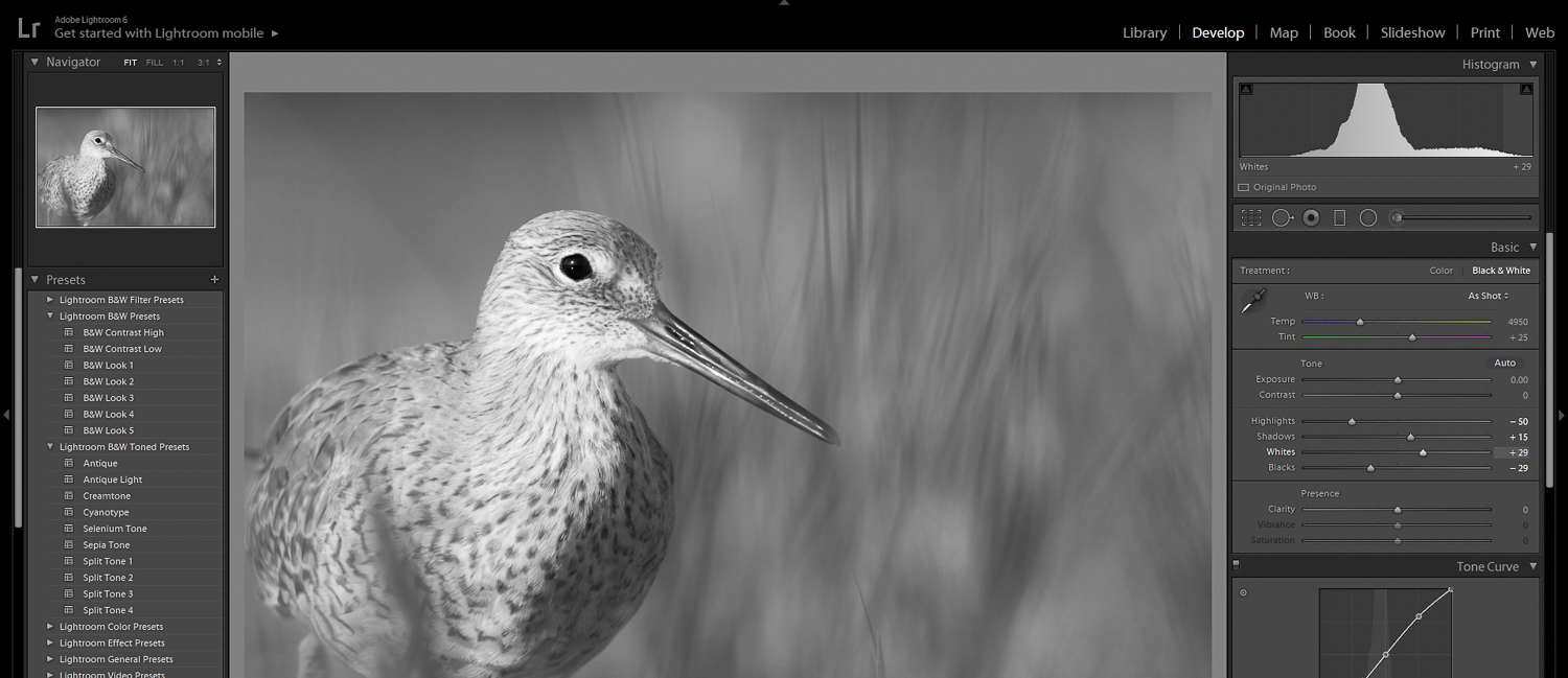 black and white willet