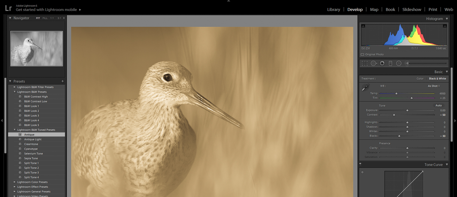 black and white willet