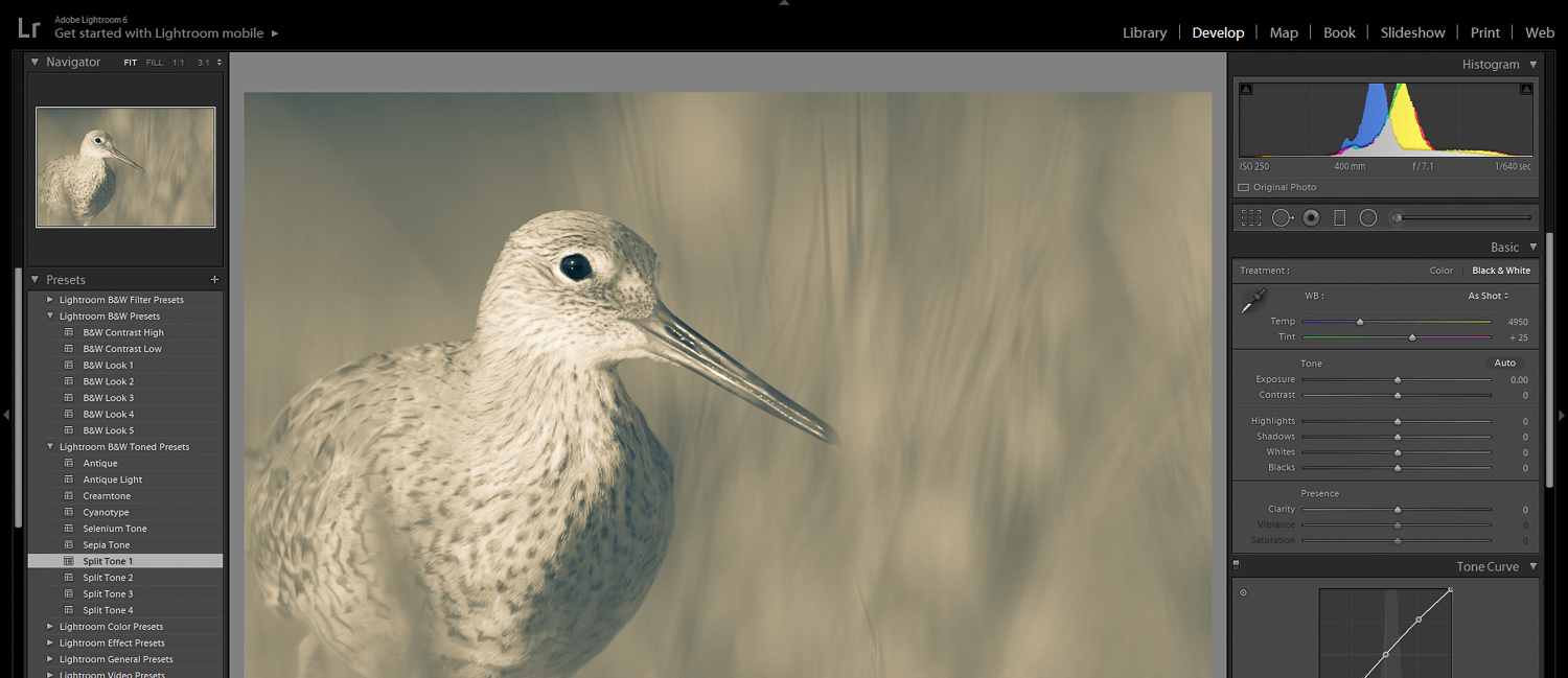 black and white willet
