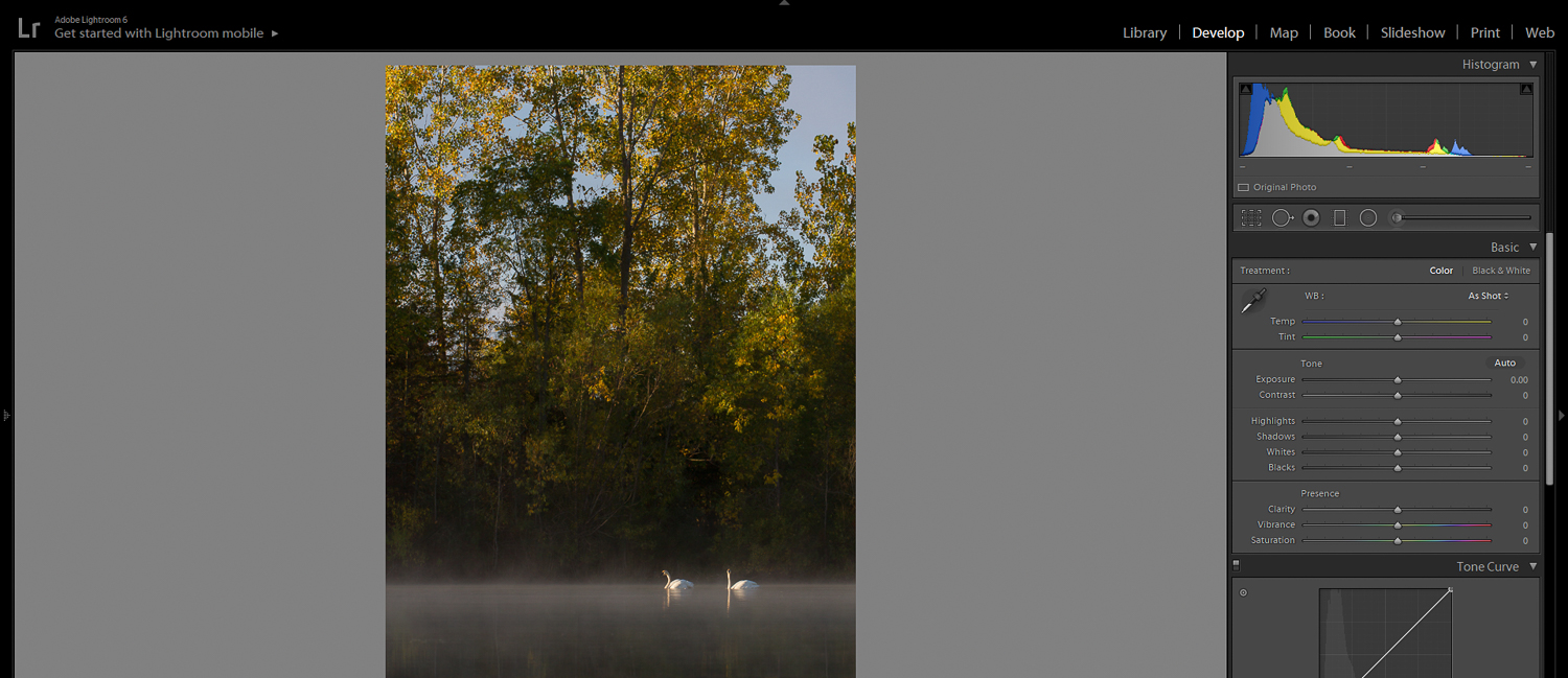 swans without enough shadow detail