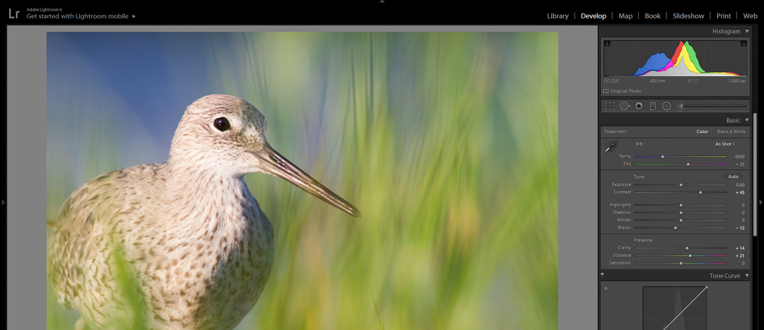 bird in lightroom editing suite