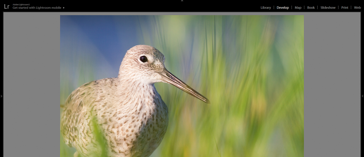 after willet image