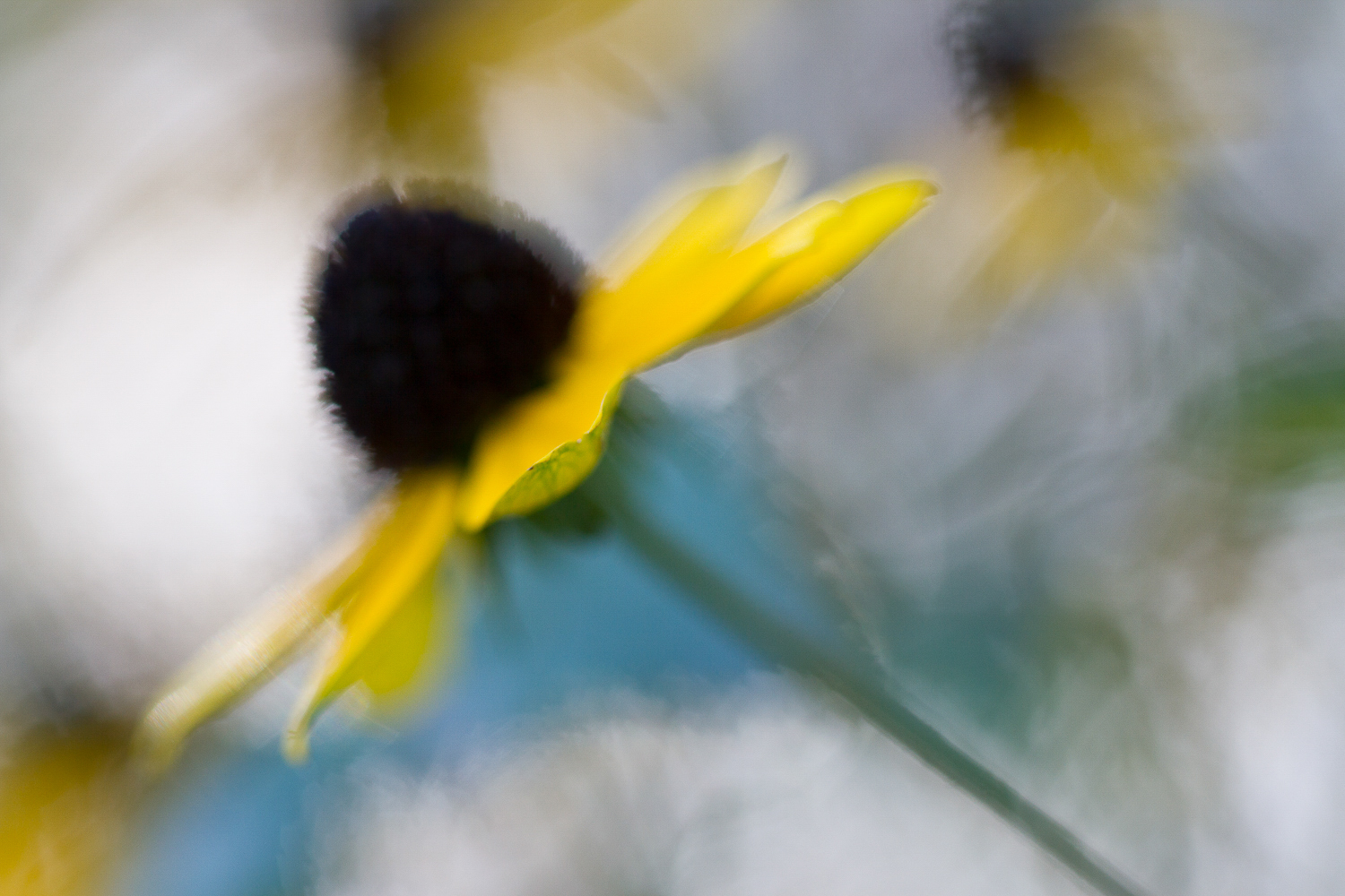 black-eyed susan with rich greens