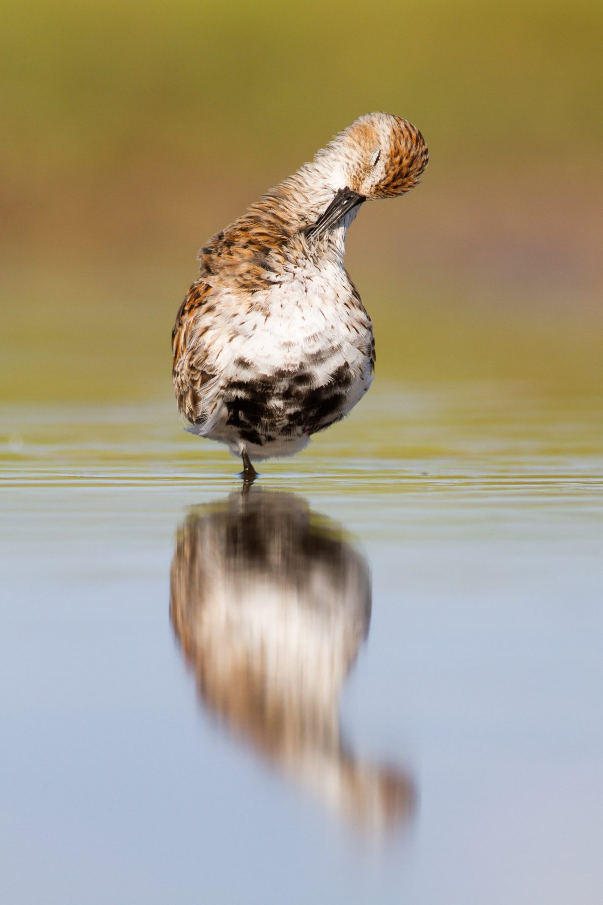 whites boosted in dunlin photo