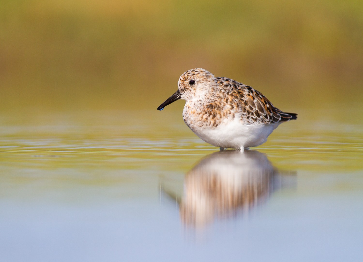 contrasty sanderling