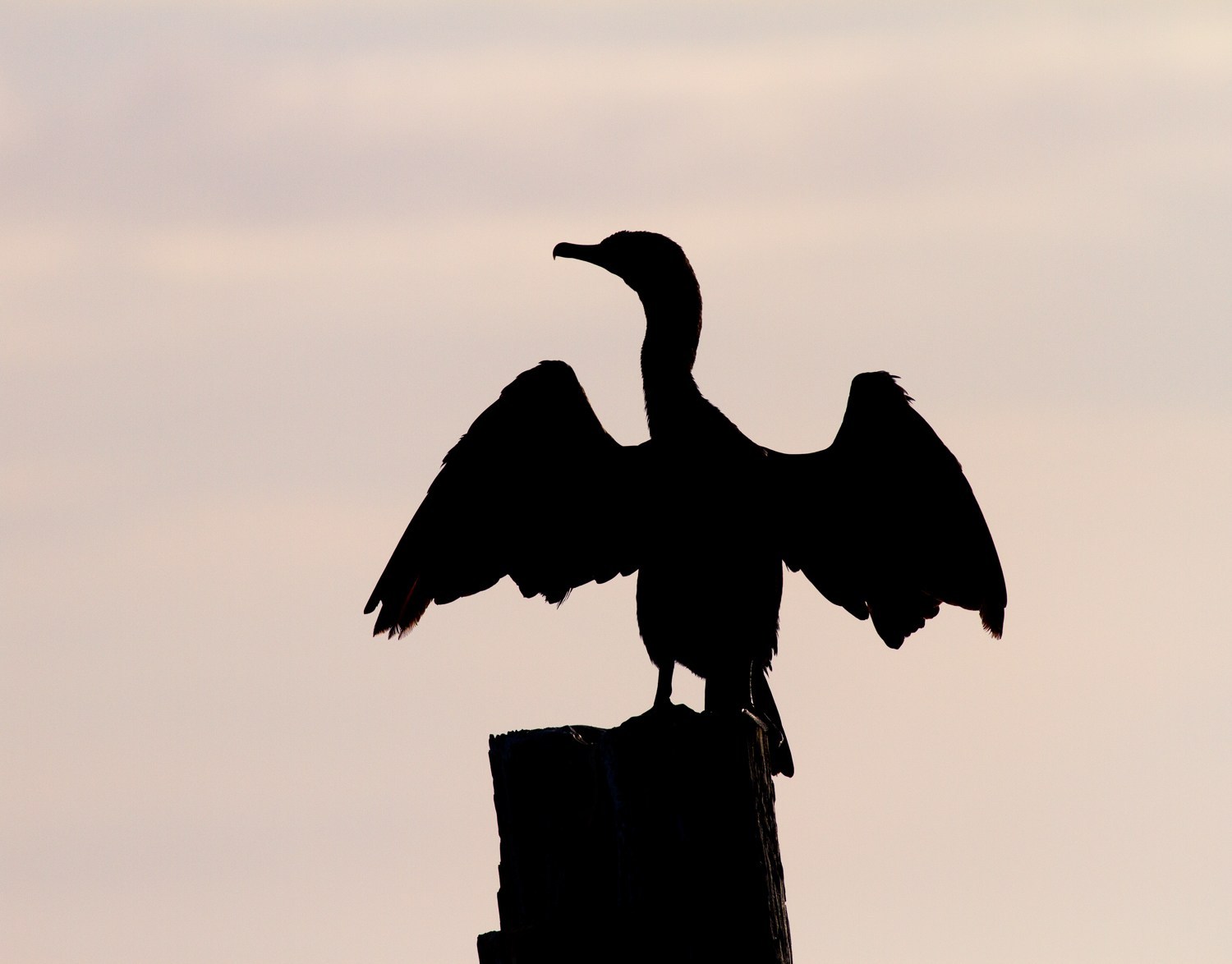 cormorant silhouette
