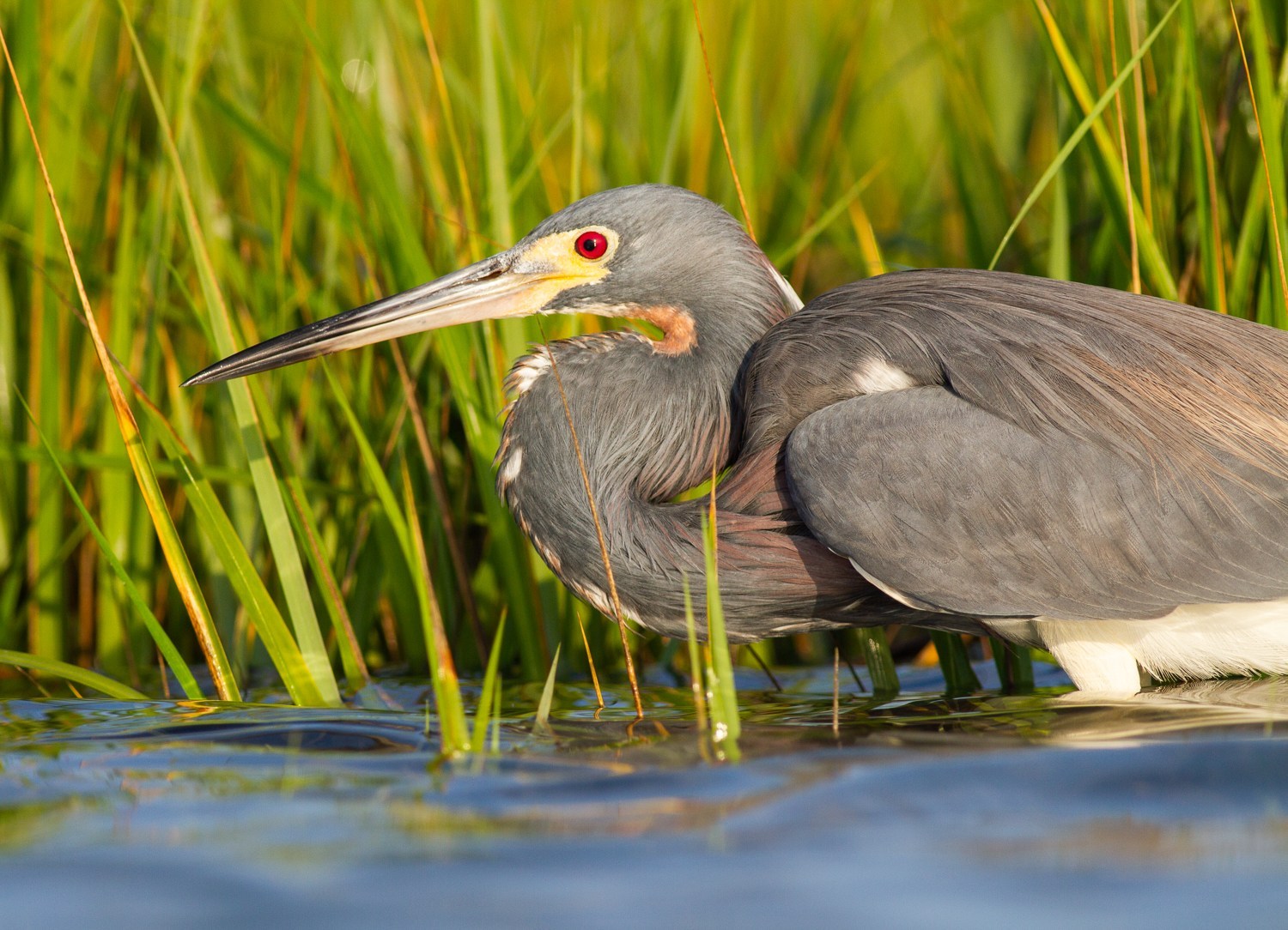 tricolored heron detail