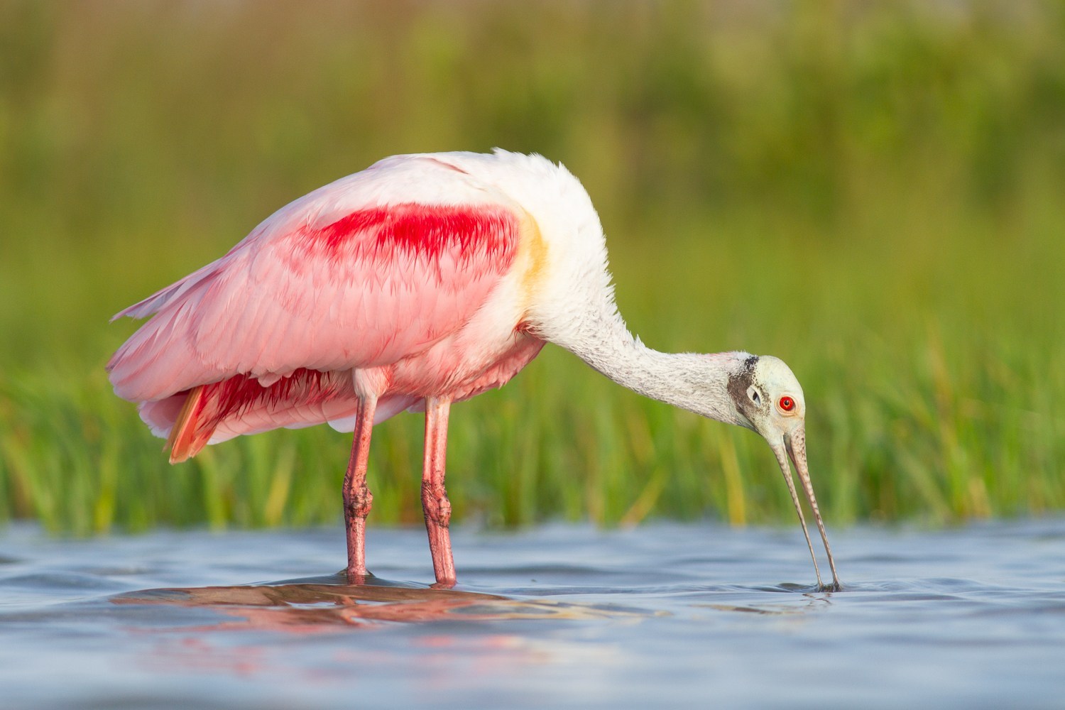 roseate spoonbill detail