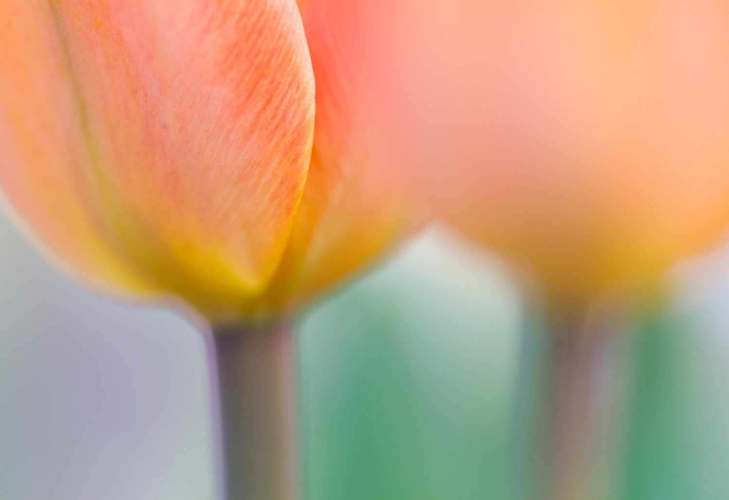 colorful tulips