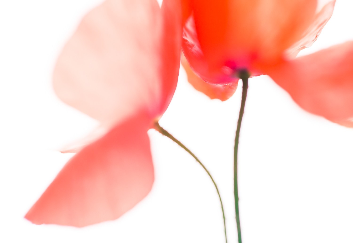poppies that pop from lightroom editing secrets