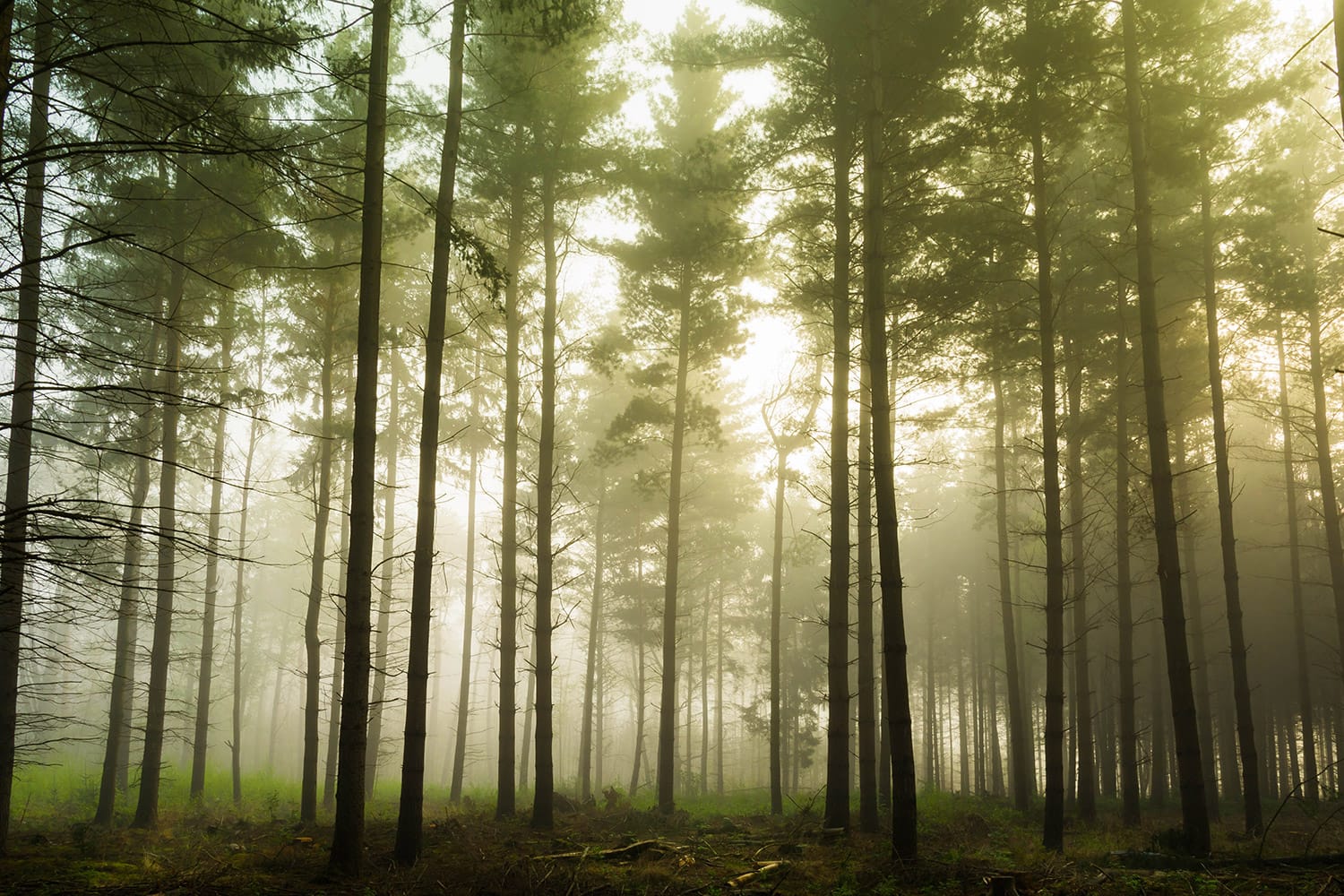 Foggy Forest