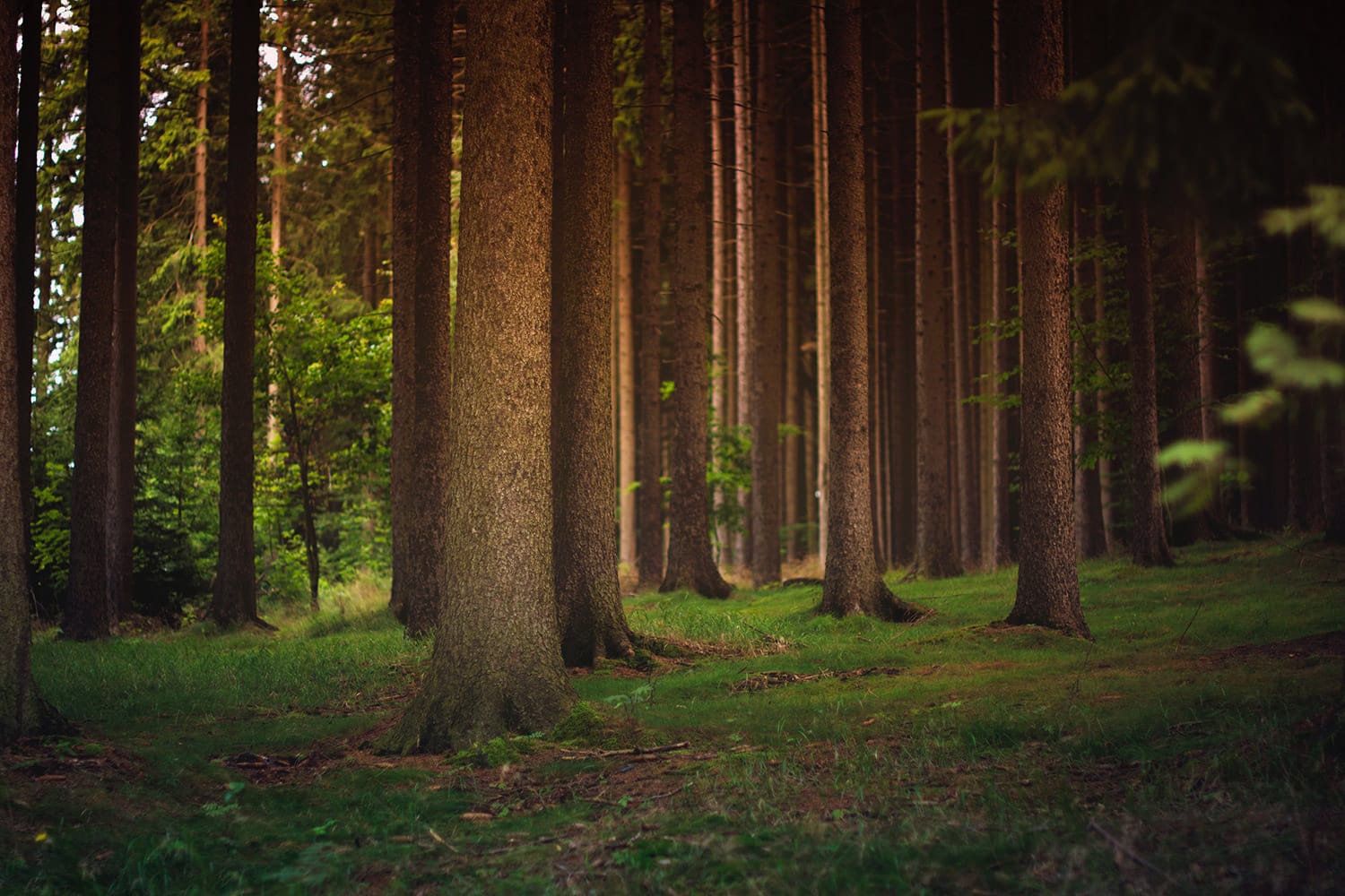 Forest Trees