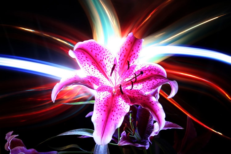 Lily Lighting